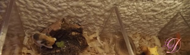 Animalerie:
DSCF0805