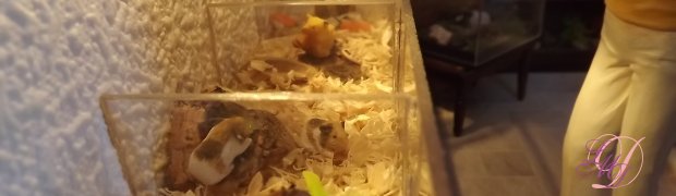 Animalerie:
DSCF0815