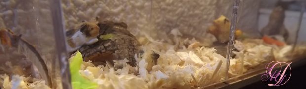 Animalerie:
DSCF0814