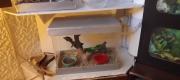 Voir l'album : Vitrines miniatures
 14 albums