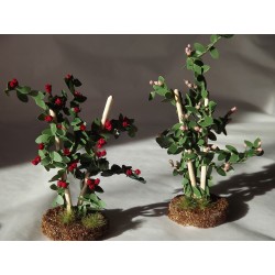 Plante à fleurs rouges Didange