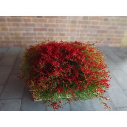 Buisson fleuri rouge