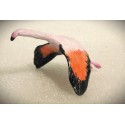 Flamant rose en vol