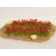 Petit champ d'oeillets rouges sur "terre" 10cm de long