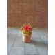 Pot de fleurs modèle 3,  1,5cm de haut sans les fleurs